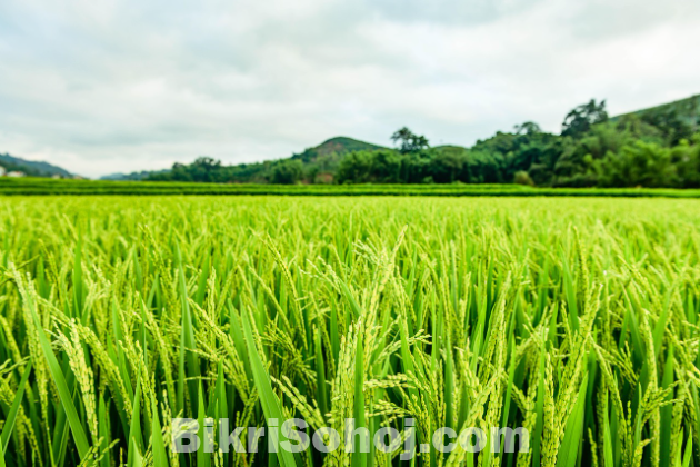 কৃষি জমি বিক্রয়